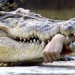 devoured by a crocodile