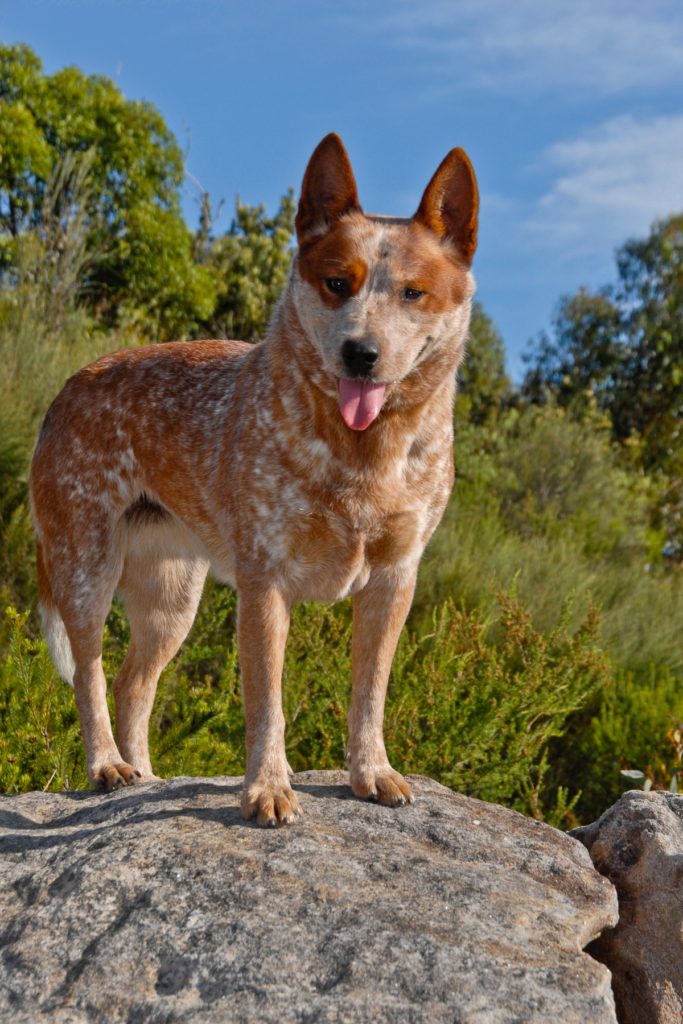 Australian Cattle Dog -your best No 1 dog for hard days. - Leighton Clark