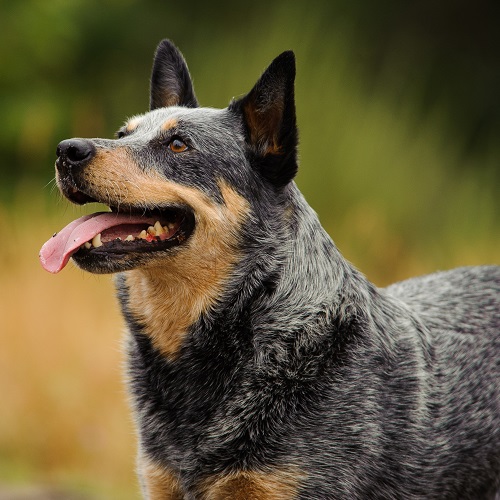 blue heeler