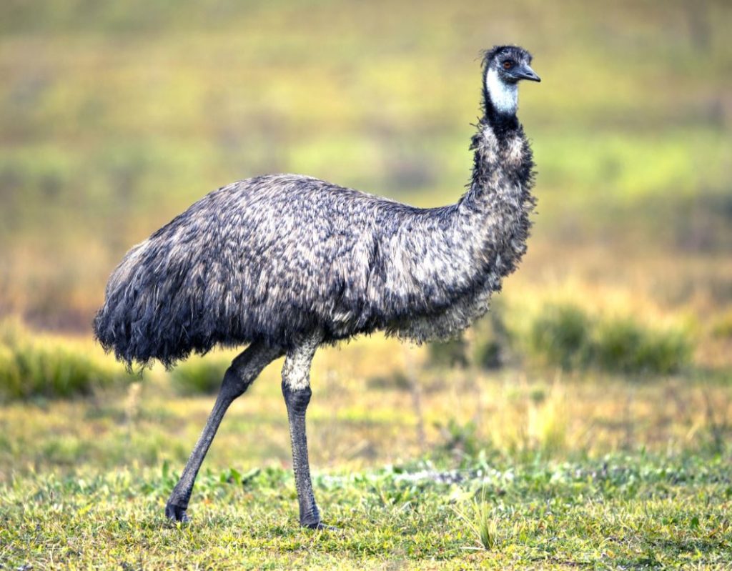 old man emu