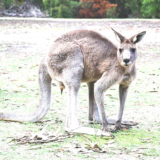 BLOODY BIG KANGAROO